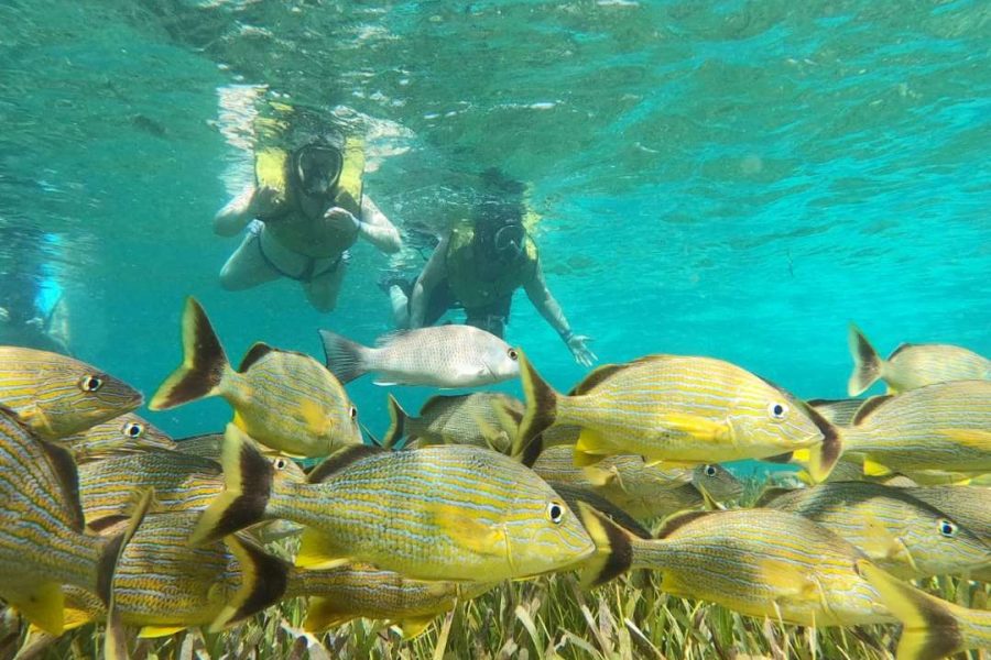 Private Cozumel Buggy Tour and Punta Sur Park: All Inclusive