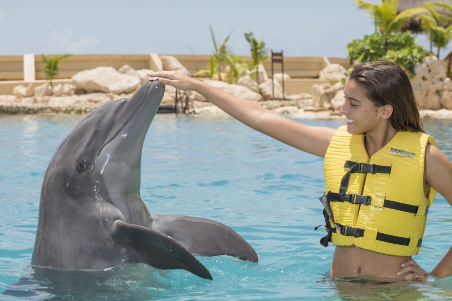 Dolphin Swim Experience With Open Bar And Lunch