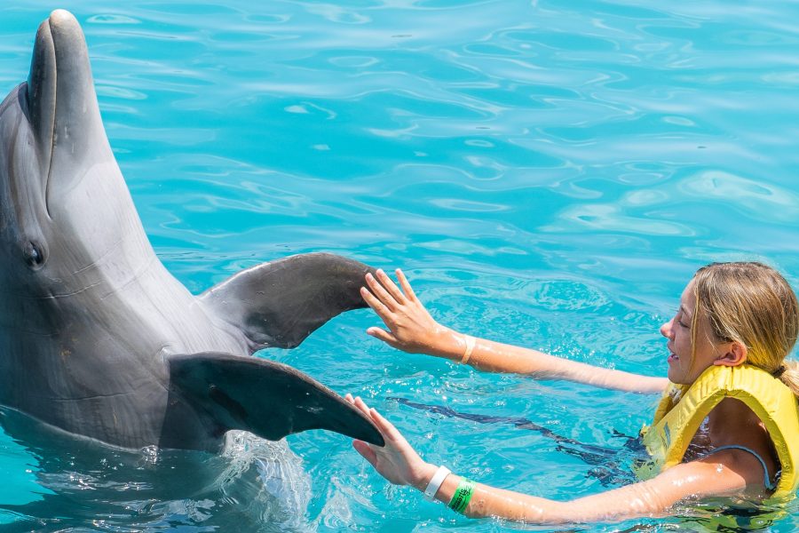 Dolphin Friendly Encounter With Open Bar And Lunch